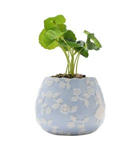 Set de 2 pot de fleurs Alice aux Pays des Merveilles - Vaisselle